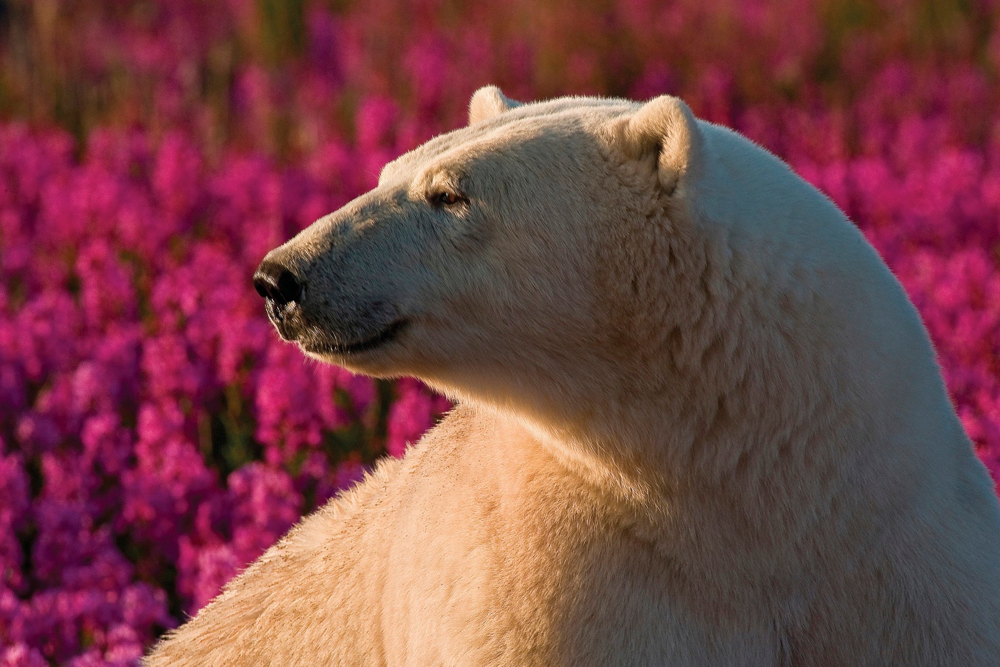Oso polar (Ursa maritimus) en brezo (Epilobium angustifolium) en una isla en la costa subártica de la Bahía de Hudson, Churchill, Manitoba, Canadá.