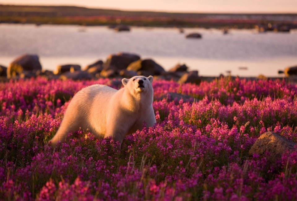 ¡El oso polar más lindo que jamás hayas visto! 5:00