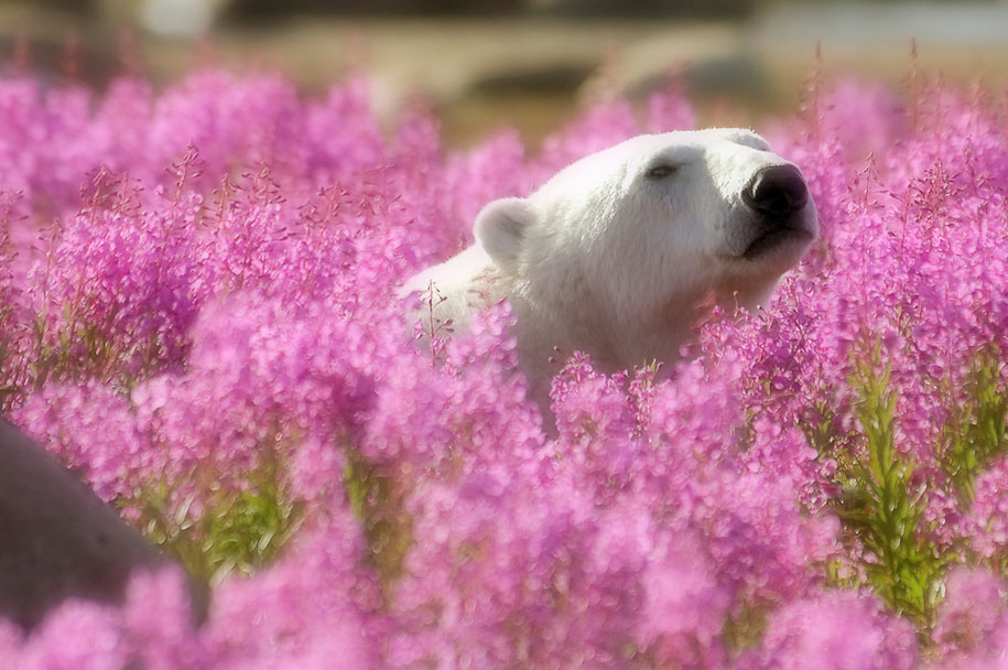 ¡El oso polar más lindo que jamás hayas visto! 6:00