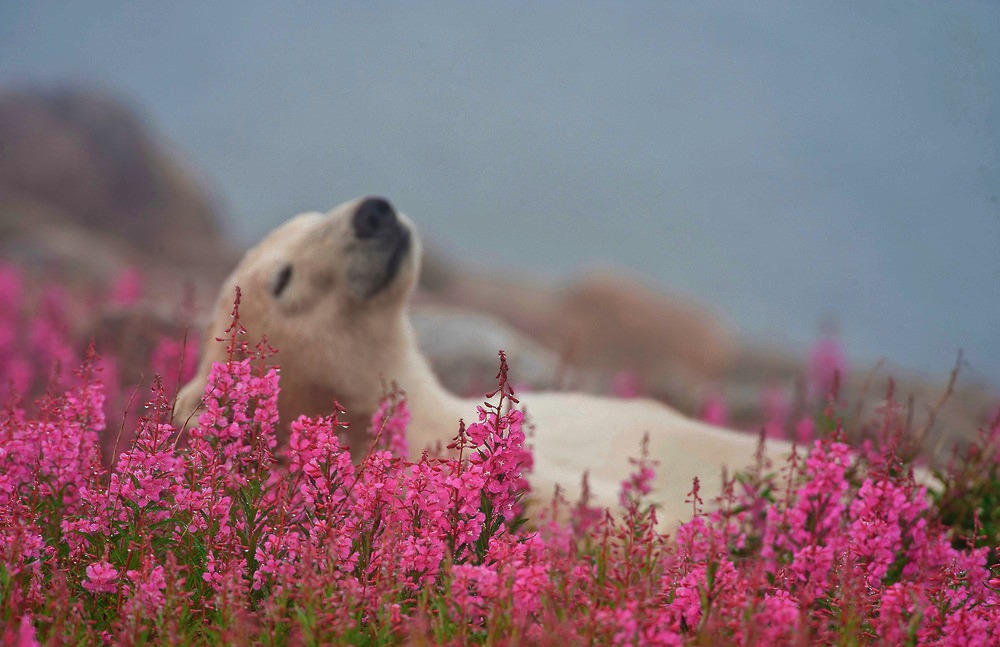 ¡El oso polar más lindo que jamás hayas visto! 7:00