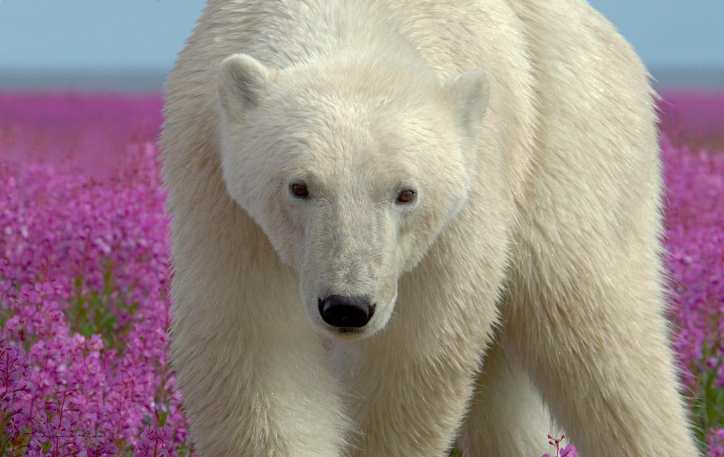 ¡El oso polar más lindo que jamás hayas visto! 8 en punto