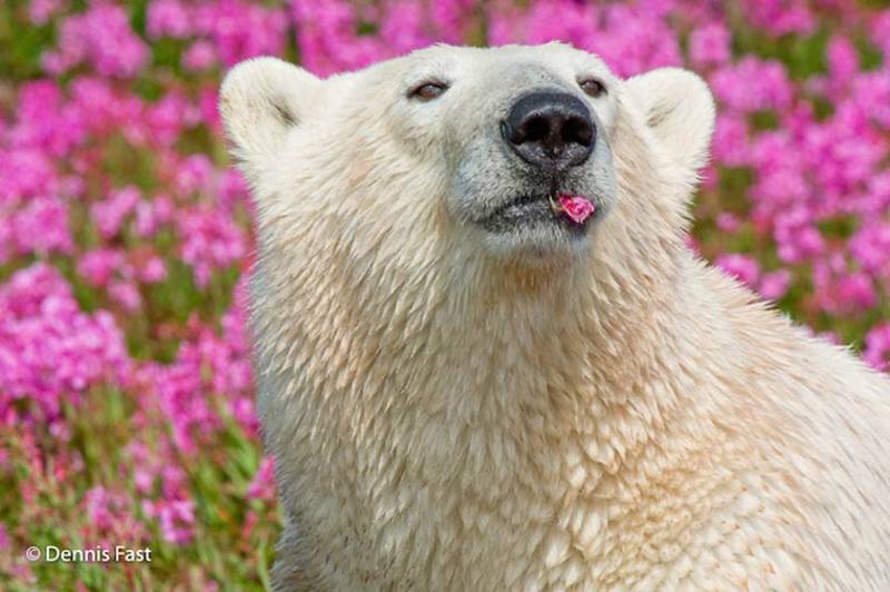 ¡El oso polar más lindo que jamás hayas visto! 9:00