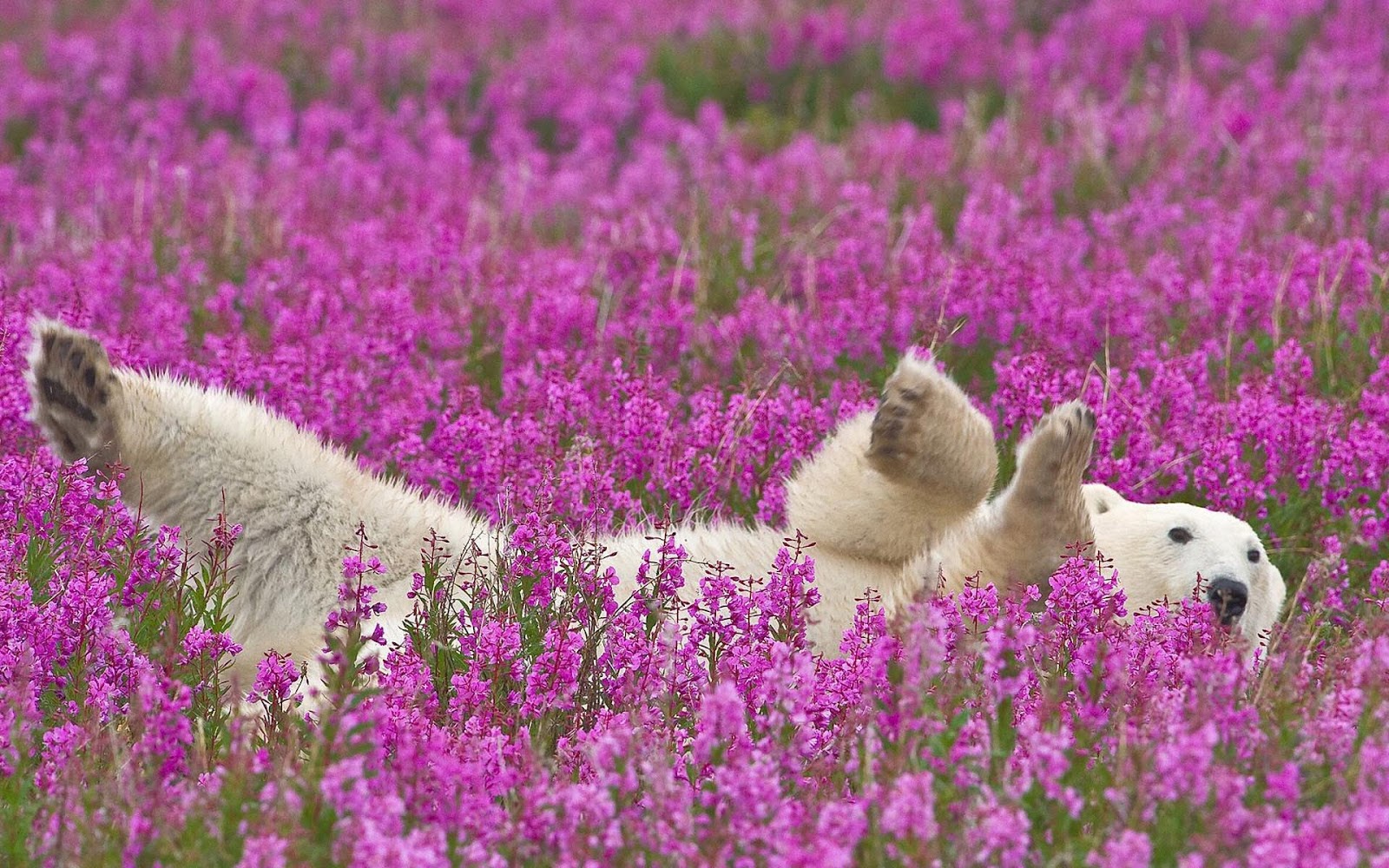 ¡El oso polar más lindo que jamás hayas visto!
