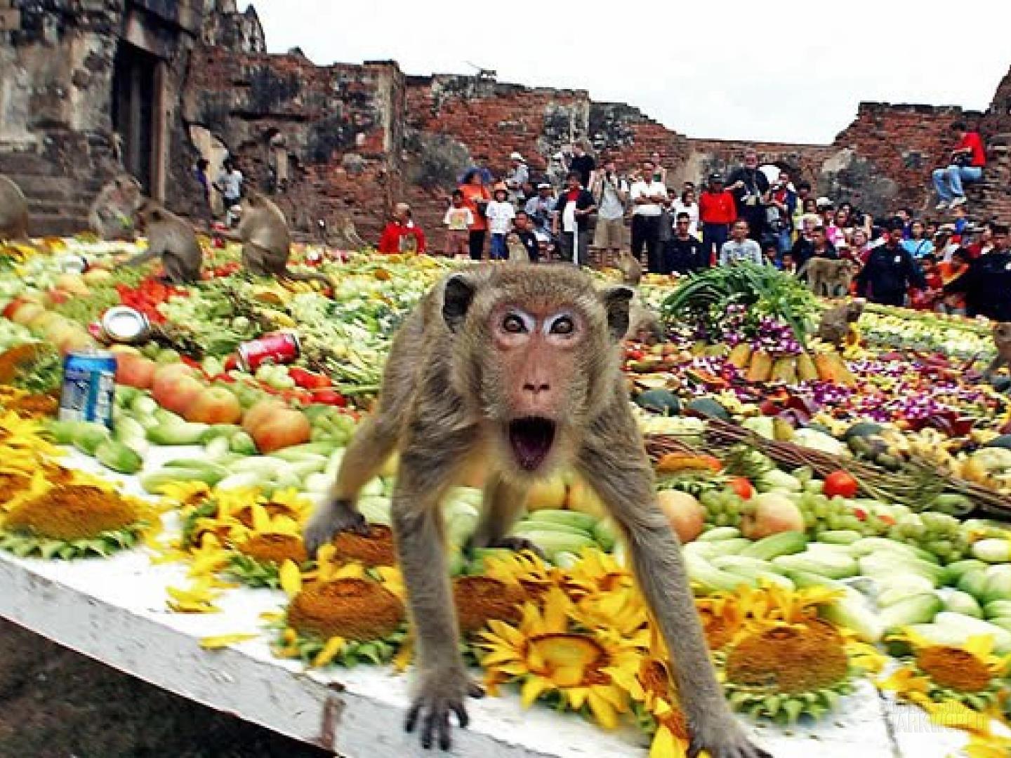 Festival del buffet de monos en Tailandia 1