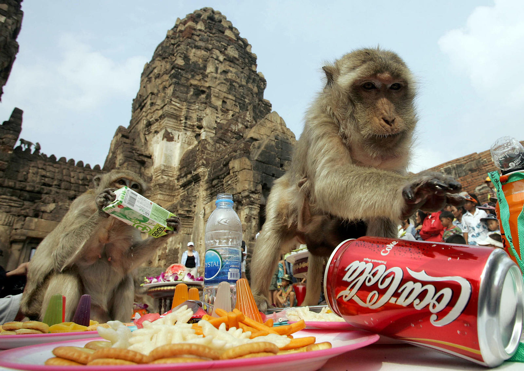 Festival del buffet de monos en Tailandia 2