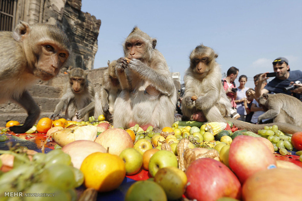 Festival del buffet de monos en Tailandia 4