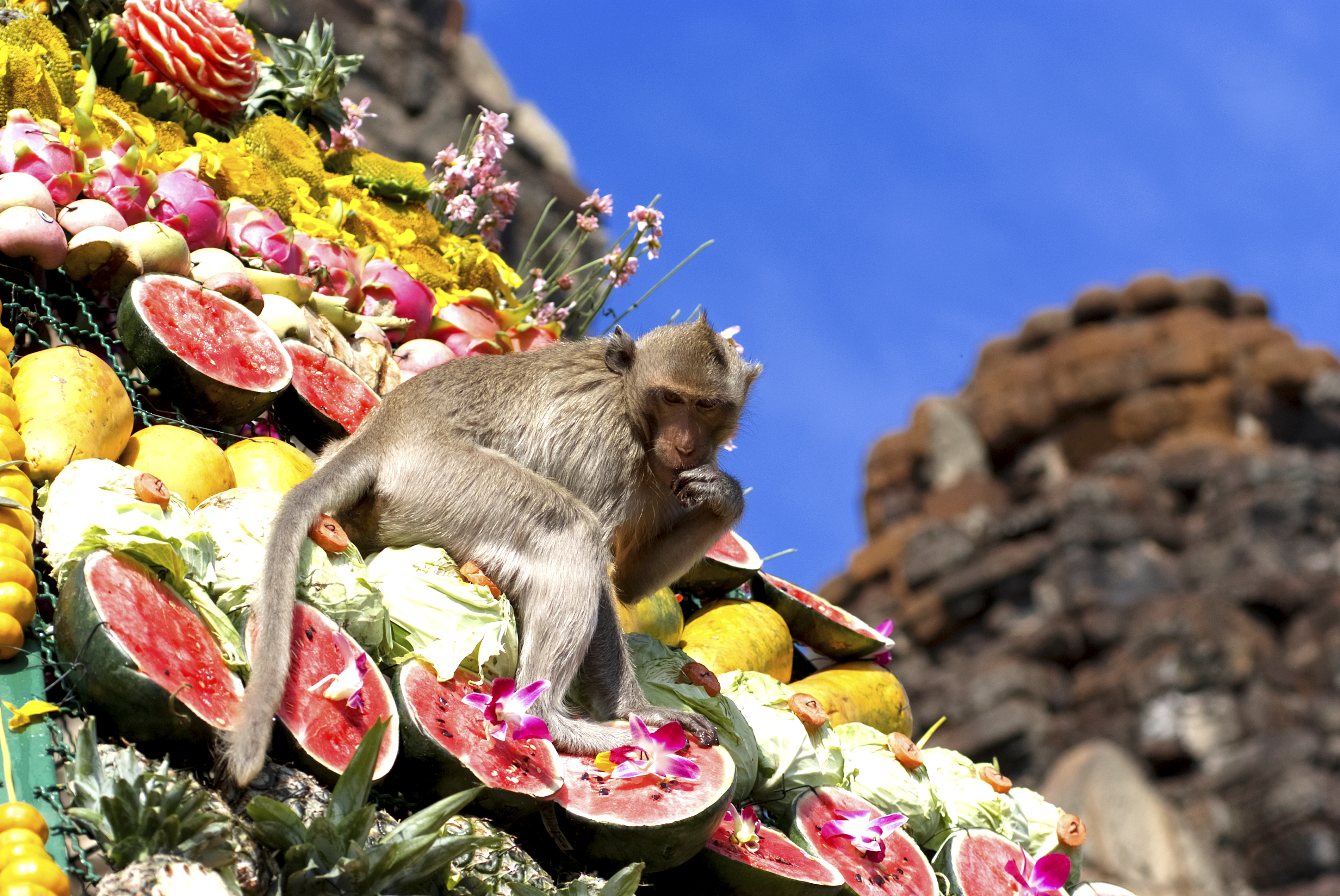Festival del buffet de monos en Tailandia
