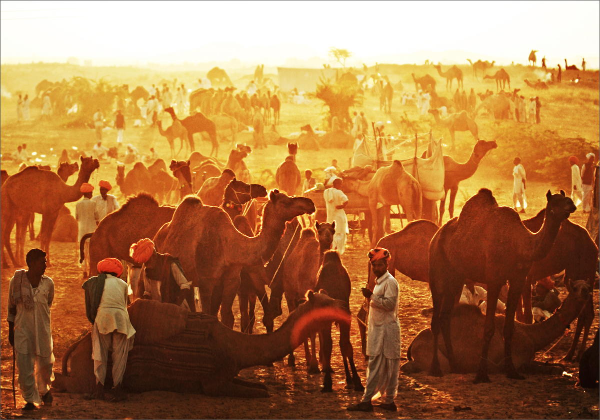 Feria de camellos de Pushkar en Rajasthan, India