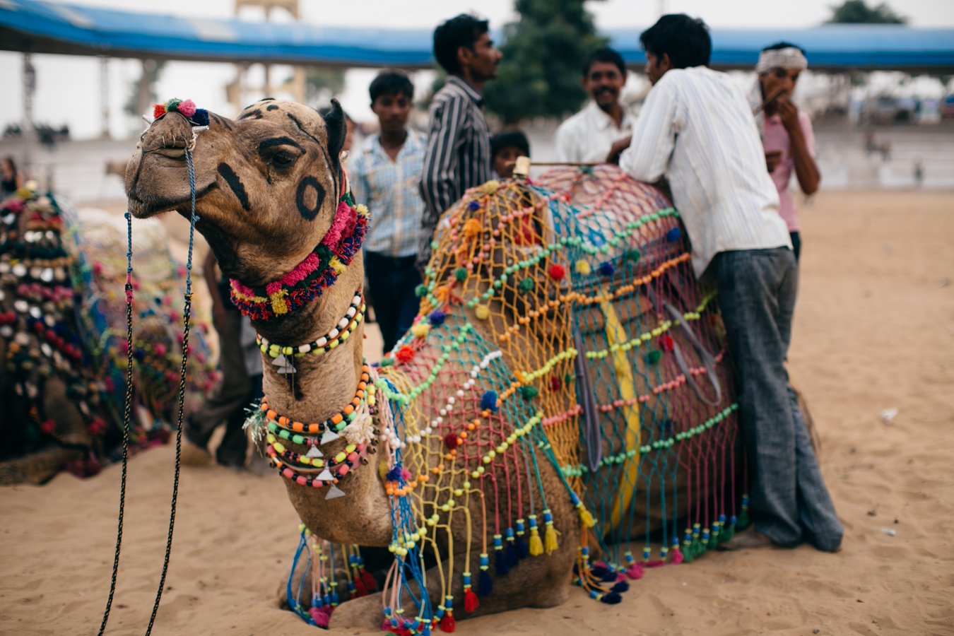 Feria del Camello de Pushkar en Rajasthan, India 4