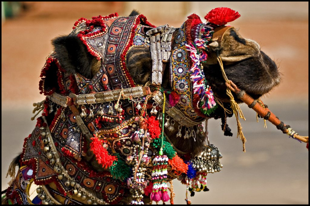 Feria del Camello de Pushkar en Rajasthan, India 6