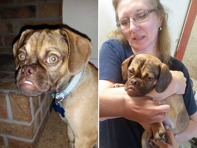 Estos asombrosos animales son muy parecidos a las personas 10