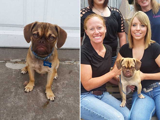 Estos asombrosos animales son muy similares a los humanos 11