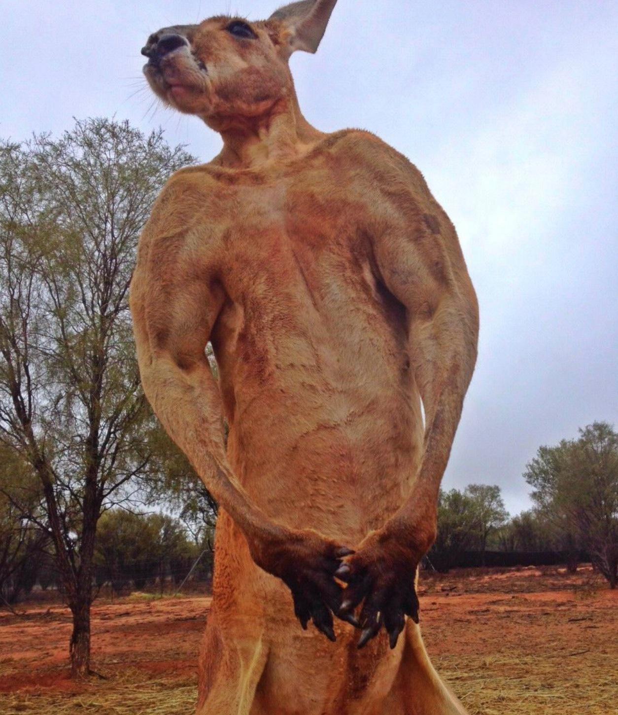Estos asombrosos animales son muy similares a los humanos 14