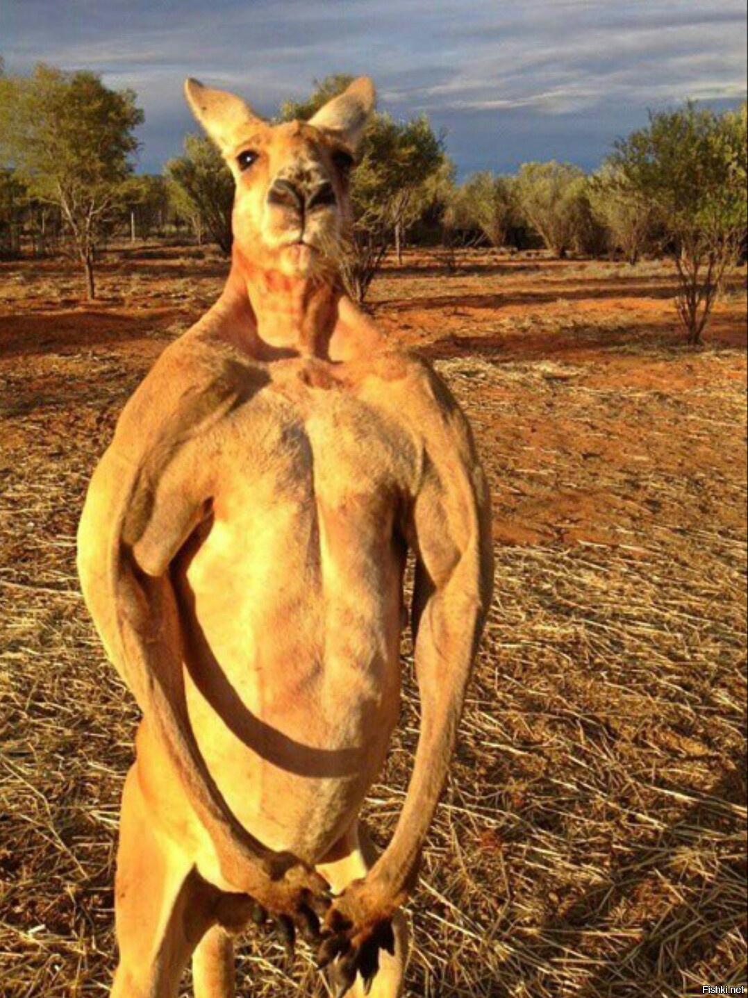 Estos asombrosos animales son muy similares a los humanos 15