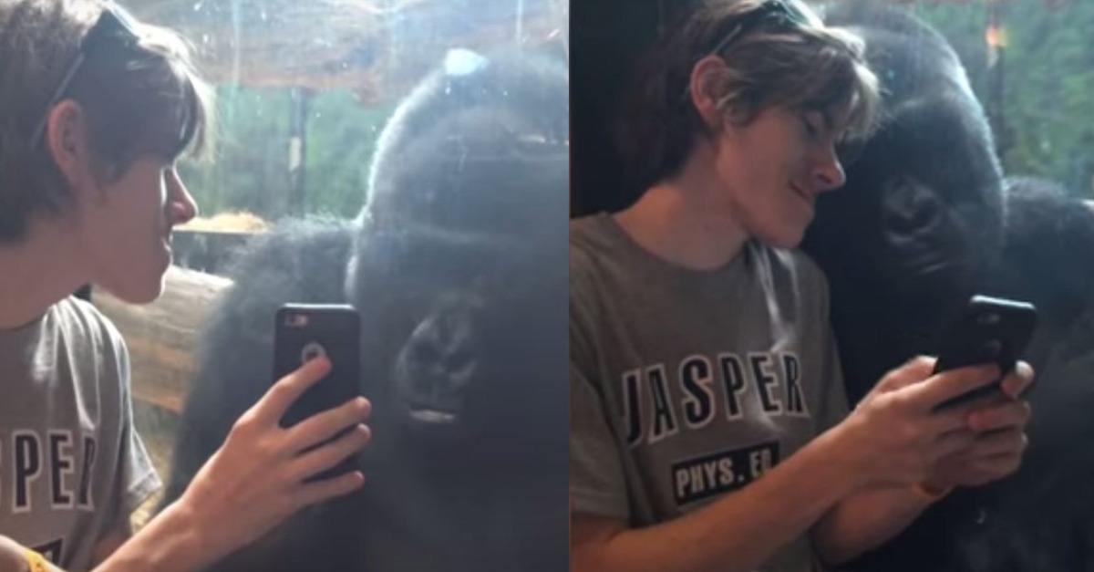 Estos increíbles animales son muy similares a las personas 3