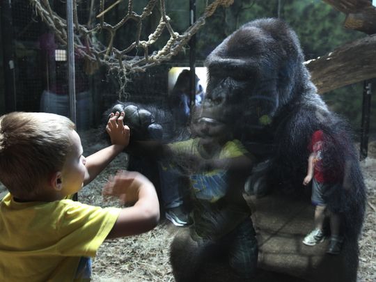 Estos increíbles animales son muy similares a las personas 4
