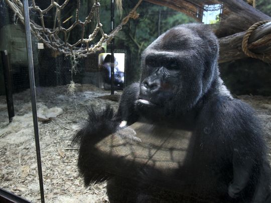Estos increíbles animales son muy similares a las personas 5