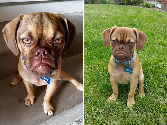 Estos asombrosos animales son muy similares a las personas 6