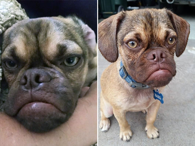 Estos increíbles animales son muy similares a las personas 8