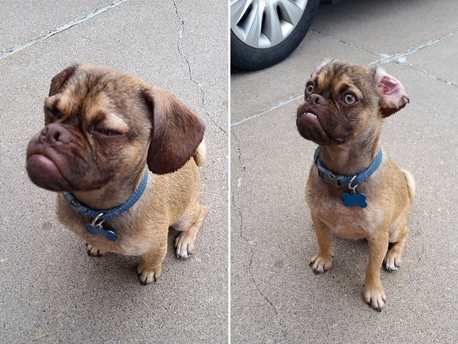 Estos asombrosos animales son muy similares a las personas 9