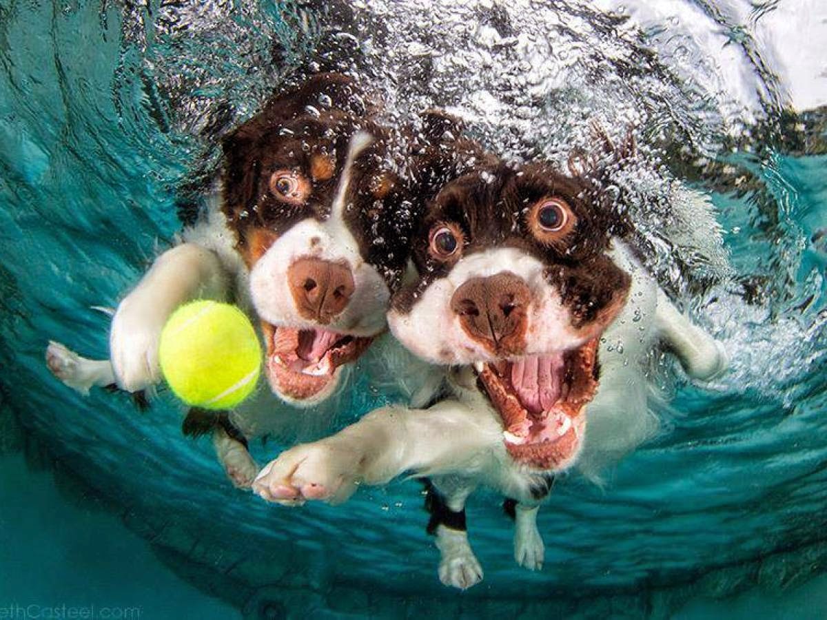Perros submarinos, Seth Casteel 10