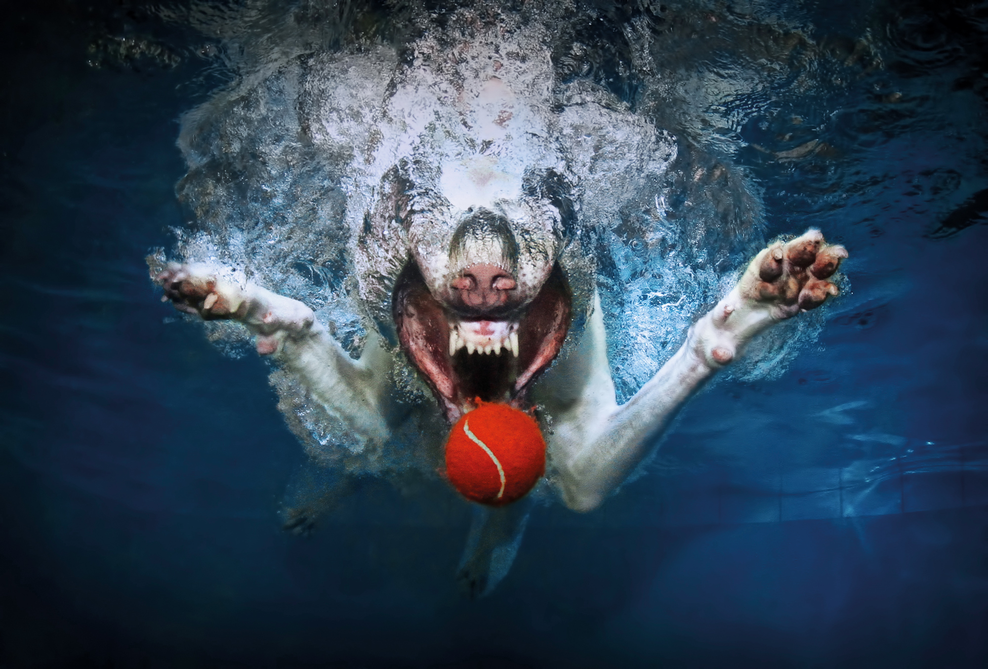 Perros submarinos, Seth Casteel 13