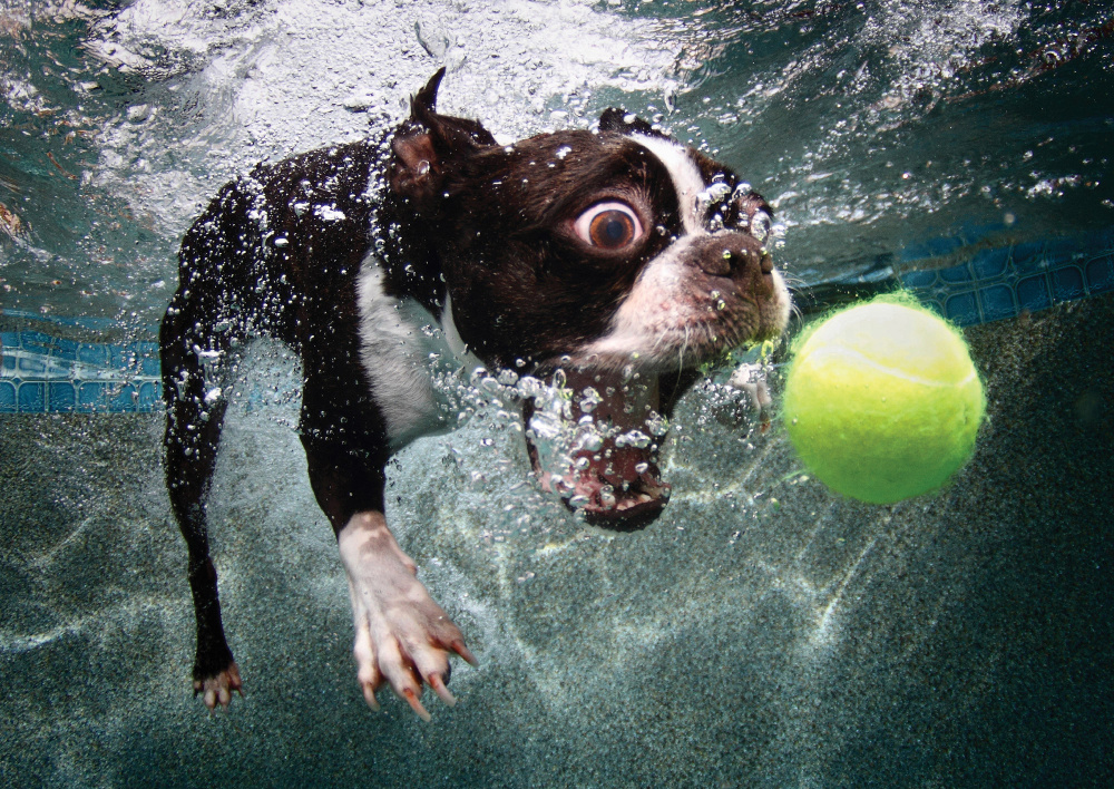 Perros submarinos, Seth Casteel 6: