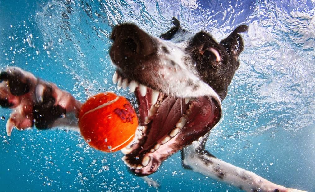Perros submarinos de Seth Casteel 9