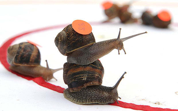 Carreras de caracol: