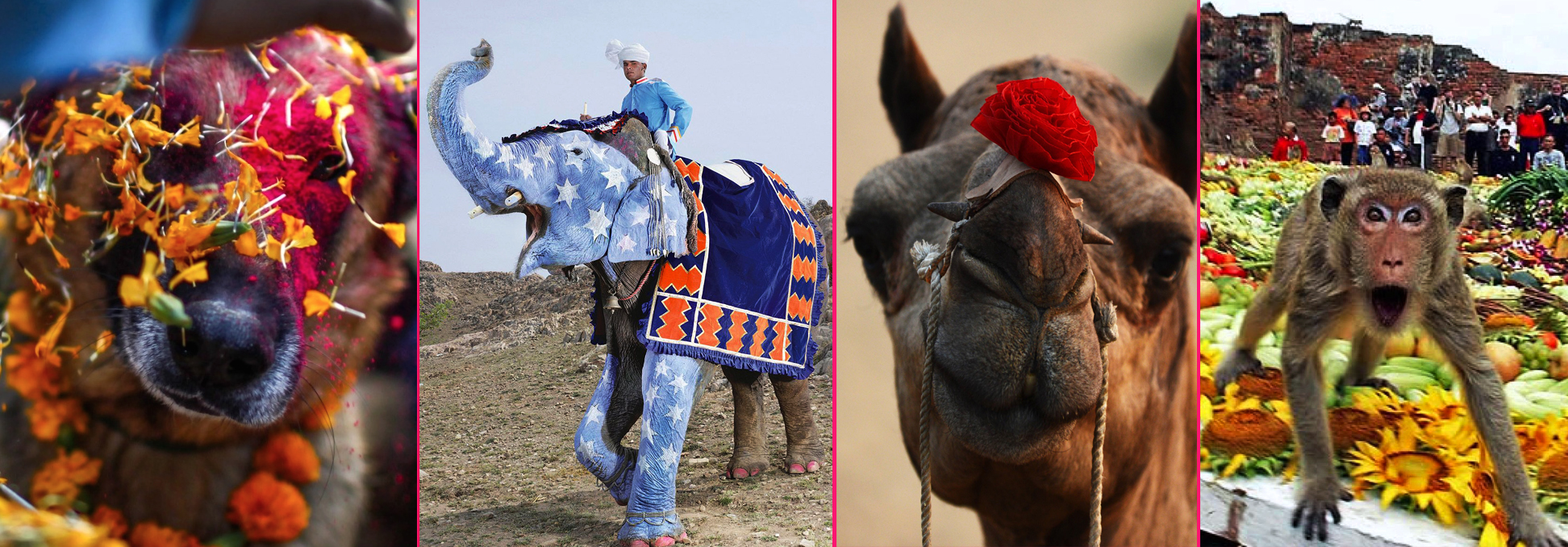 Los festivales más bonitos del mundo dedicados a los animales.