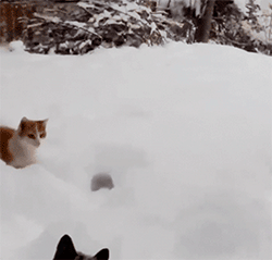 animales-invierno-15