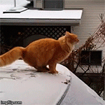 animales-invierno-4