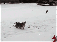 animales-invierno-7