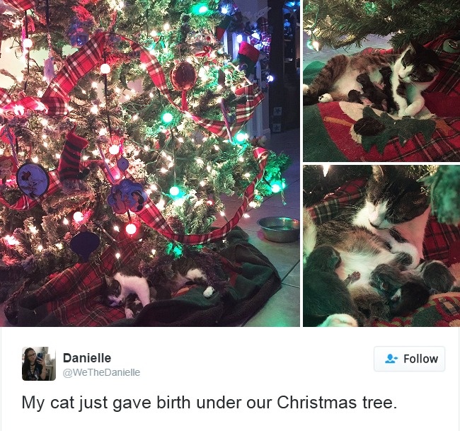 gatos-twitter-memes-2016-11