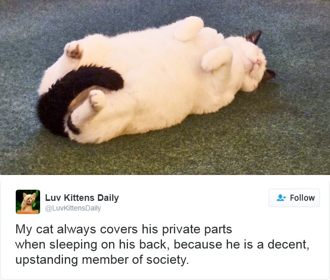 gatos-twitter-memes-2016-12