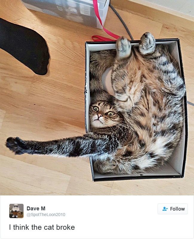 gatos-twitter-memes-2016-14
