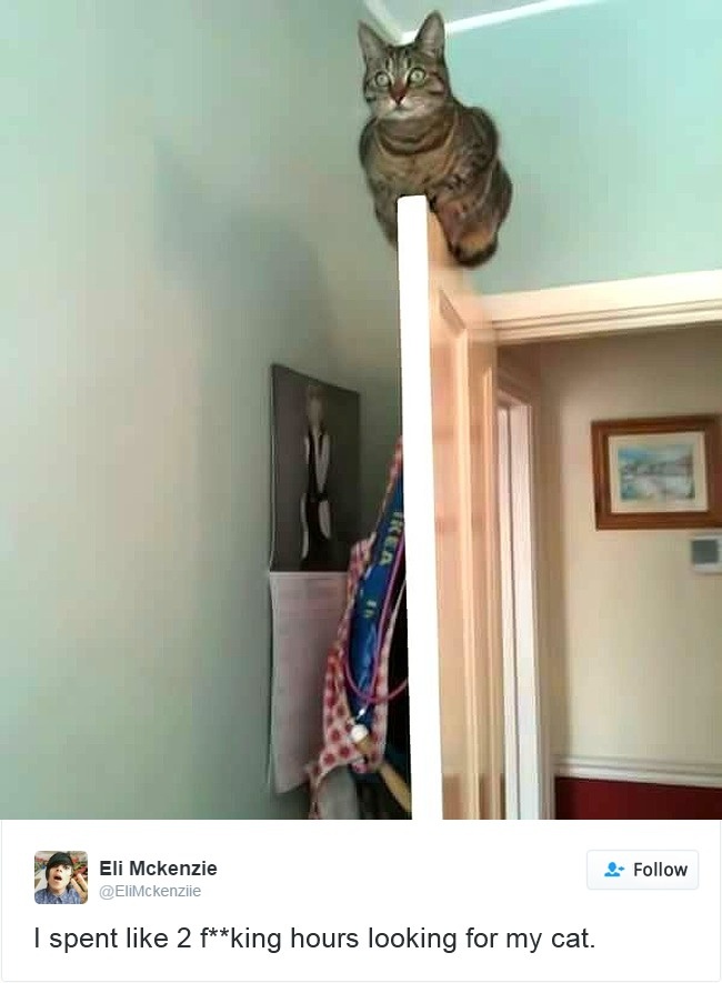 gatos-twitter-memes-2016-16