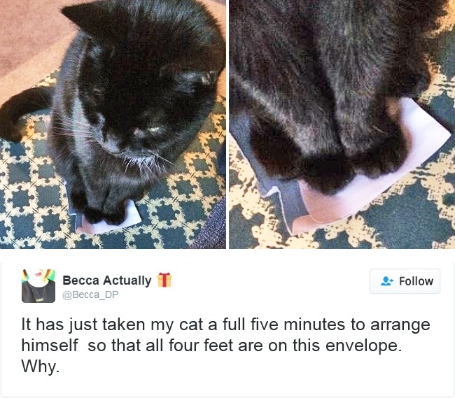 gatos-twitter-memes-2016-17