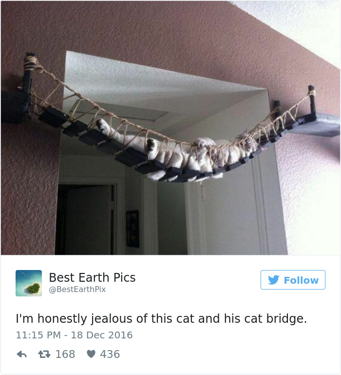 gatos-twitter-memes-2016-20
