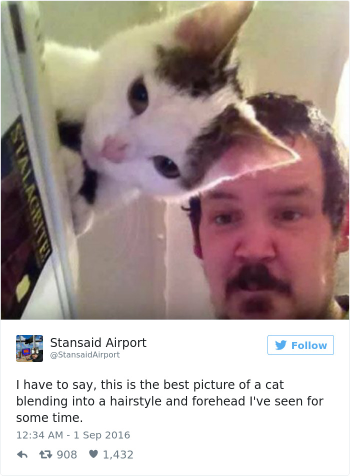 gatos-twitter-memes-2016-21