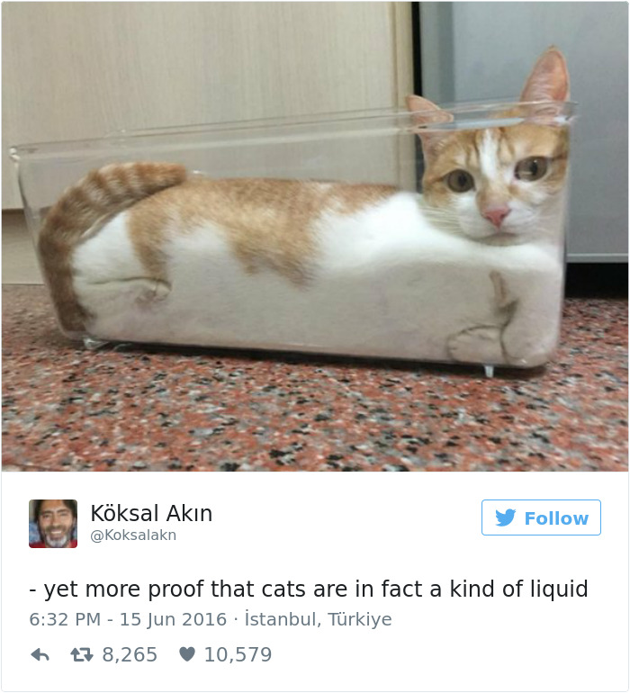 gatos-twitter-memes-2016-22