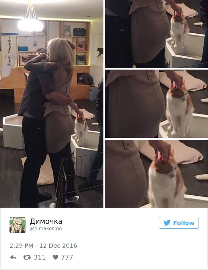 gatos-twitter-memes-2016-25