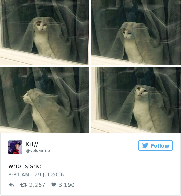 gatos-twitter-memes-2016-29