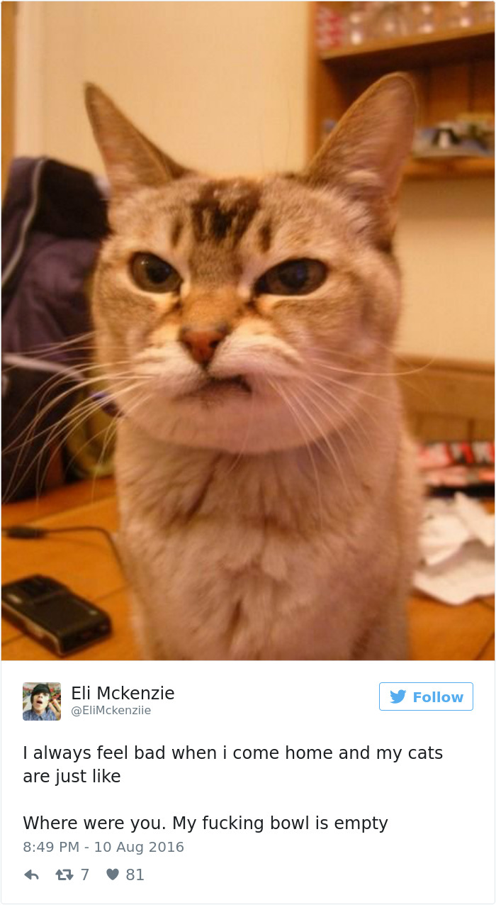 gatos-twitter-memes-2016-30