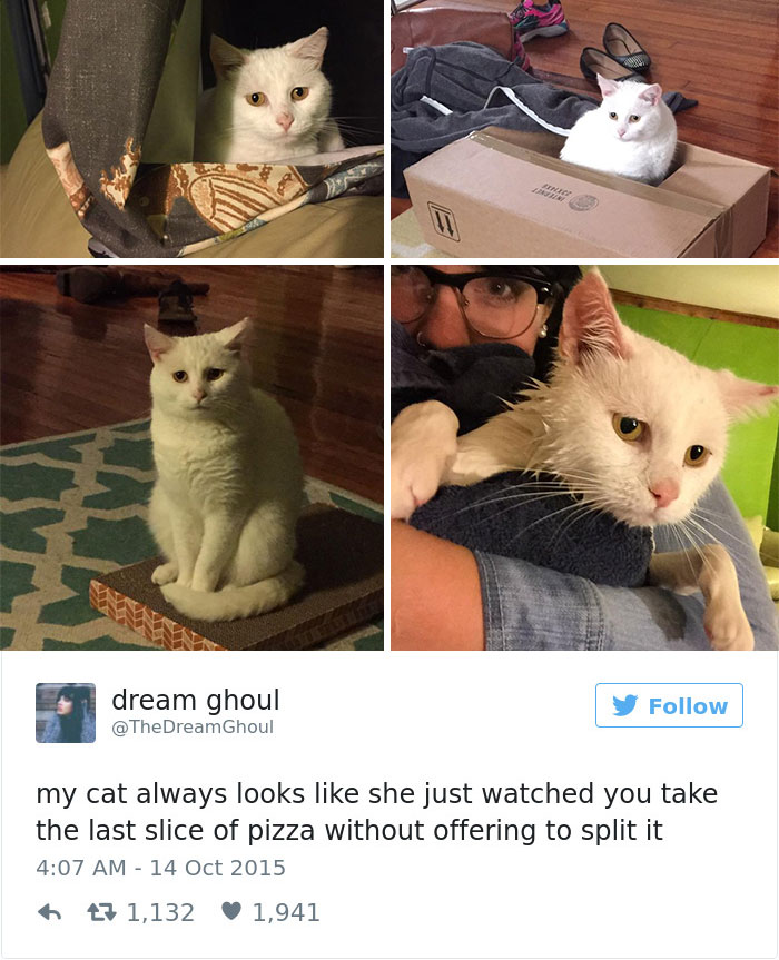 gatos-twitter-memes-2016-31