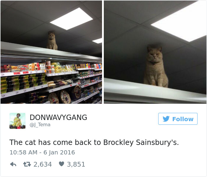 gatos-twitter-memes-2016-34