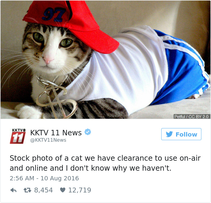 gatos-twitter-memes-2016-35