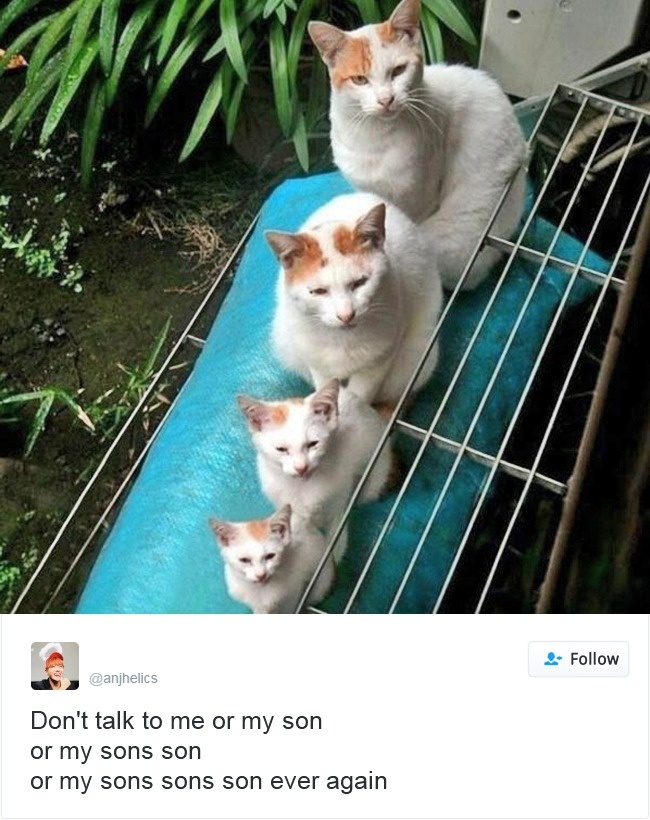 gatos-twitter-memes-2016-6