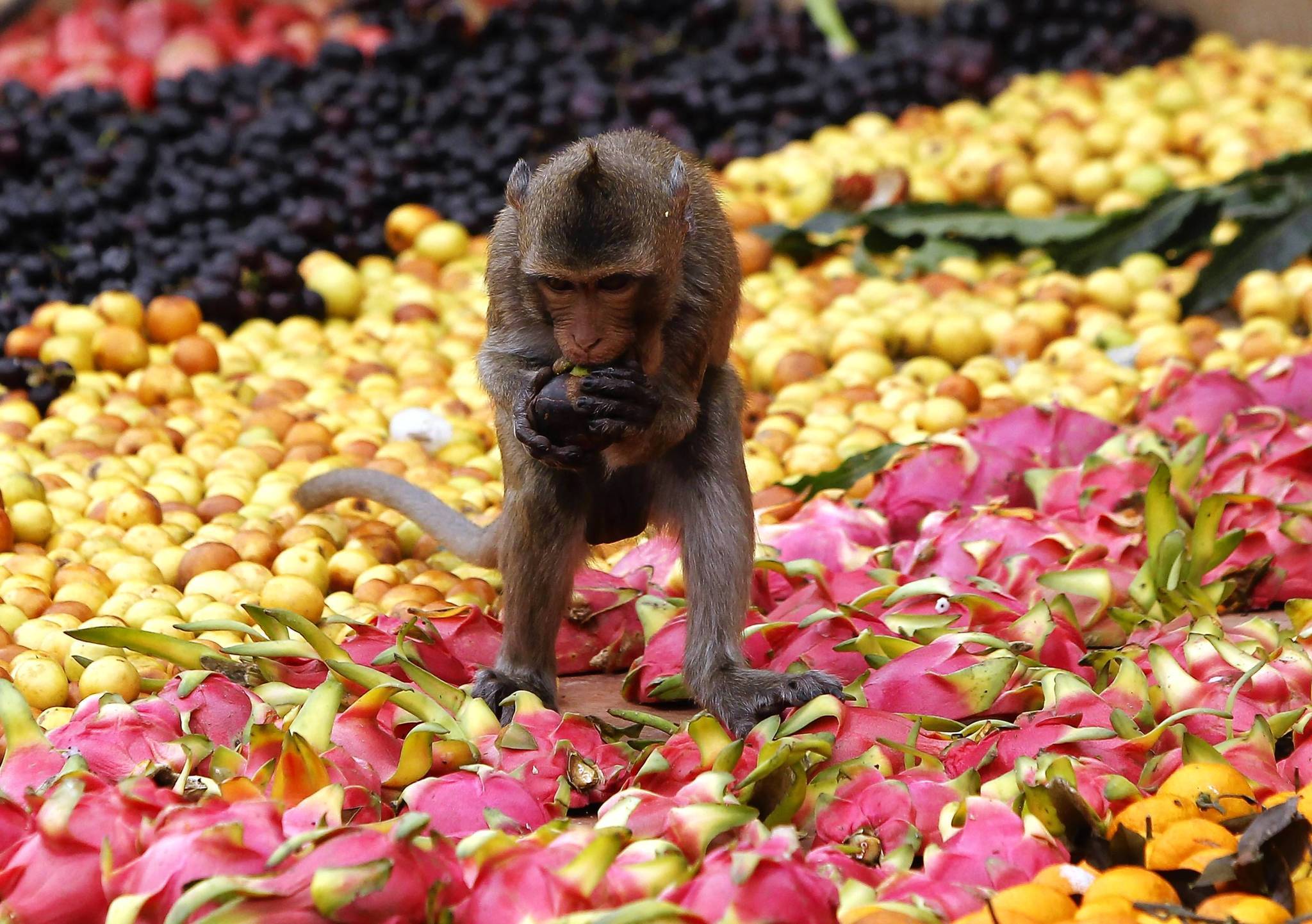 Un mono come fruta durante el festival anual Prahameri Buffet frente al templo PRA PRANG SAM YOT en Lopburi