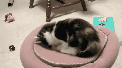 divertidos-gifs-de-ataque-de-gato-para-alegrar-tu-día-07